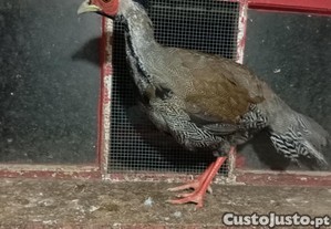 Faiso prateado 1 macho e 2 fmeas