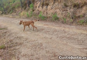 Cadela jovem para caa ao javali  resistente e obediente