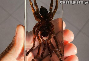 Aranha Verdadeira em Resina Acrílica  Peça de Coleção / Decoração