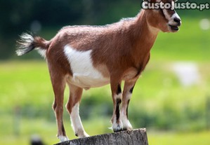 Cabras e cabritos