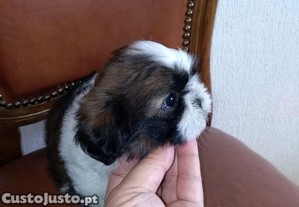 imagem_5