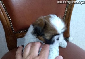 imagem_2
