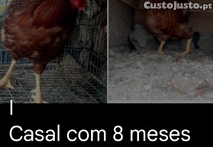 Casal de galinhas poedeiras
