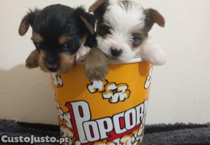 Yorkshire Terrier top