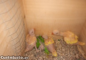 imagem_4
