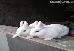 Coelhos  anes