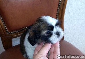 imagem_4