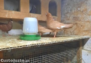 Cambalhotas portuguesa