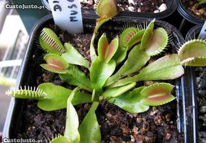 Planta Carnivora Dionaea Muscipula Tipica