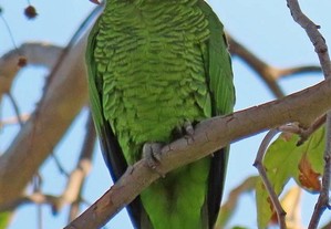 Papagaio-de-finsch (Amazona finschi) 2023.