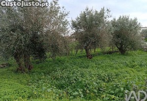 Terreno Agrícola em Ameixial