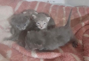Gatos para adopção 2 semanas