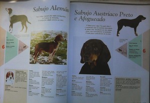 imagem_3