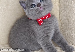 Título: Adoráveis gatinhas escocesas procuram um lar amoroso!