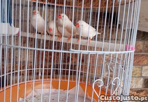 Casais de mandarins