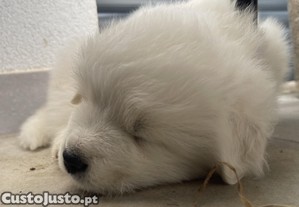 imagem_3