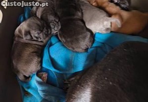 Excelente exemplar da raa chihuahua plo longo branco