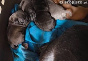 Shih-tzu menina lind�ssima