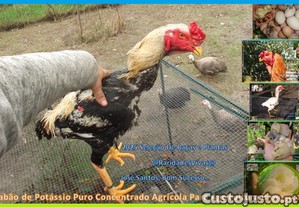 Casal �ndios Gigantes Selecionados (Grande Natal)