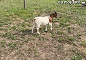 2 cabras anãs malhadas