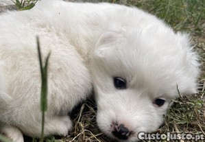 imagem_2
