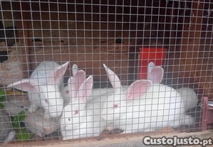 4 coelhas femeias
