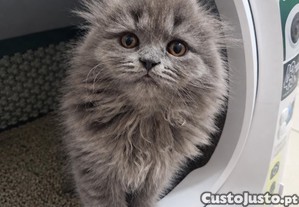 imagem_5