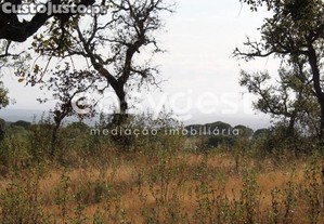 imagem_19