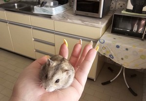 Hamster russo