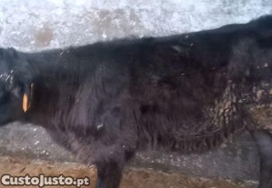 Bezerro  macho  angus