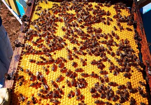 Enxames de abelhas mais colmeia