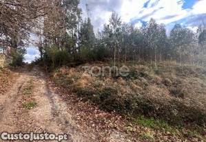 Terreno Rustico Em Fonte Arcada E Oliveira...