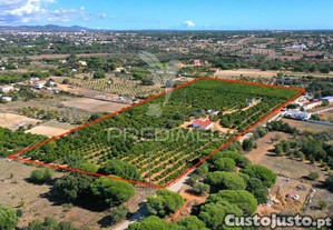imagem_7