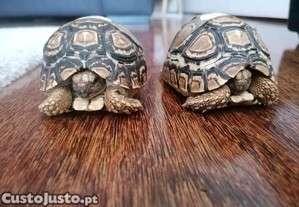 Tartarugas pardalis