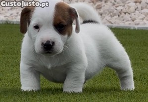 imagem_2