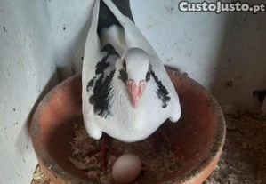 imagem_1