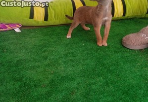 Cachorra cruzada de pinscher