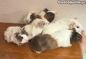 Porquinhos da ndia com semanas para Doar