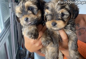Yorshire terrier