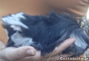 imagem_5