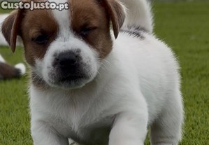 imagem_3