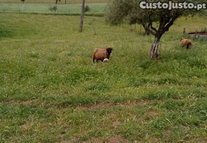 Vedações para animais.