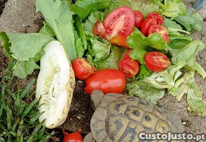 Animais de estimação