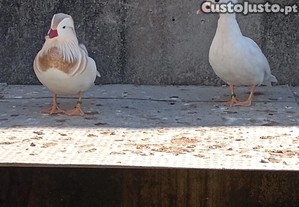imagem_6