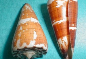 Búzio - Conus generalis maldivus 5-6cm-conj.15pçs