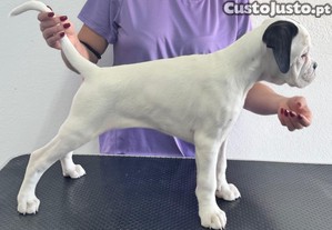Boxer Femea