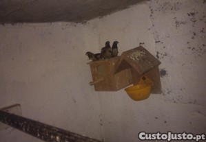 imagem_1