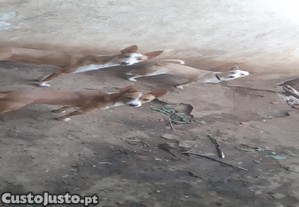 Podengos Pequenos.