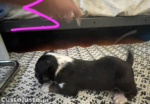 imagem_2