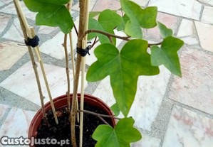 Hera (Hedera Helix)